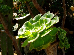 Jardin botanique au mois d'aot  Genve