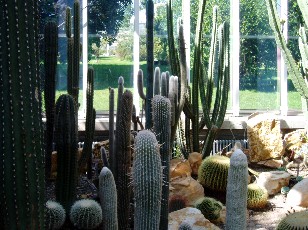 Jardin botanique au mois d'aot  Genve