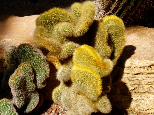 Jardin botanique au mois d'aot  Genve