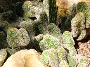 Jardin botanique au mois d'aot  Genve