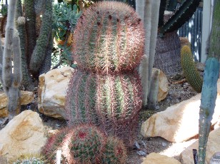 Jardin botanique au mois d'aot  Genve