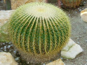 Jardin botanique au mois d'aot  Genve