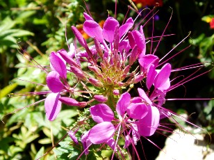Jardin botanique au mois d'aot  Genve