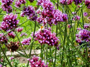 Jardin botanique au mois d'aot  Genve
