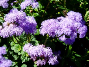 Jardin botanique au mois d'aot  Genve