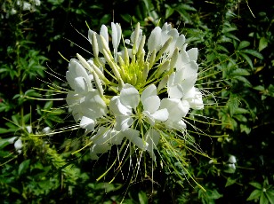 Jardin botanique au mois d'aot  Genve