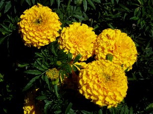 Jardin botanique au mois d'aot  Genve