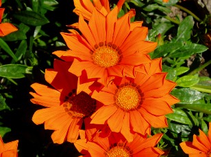 Jardin botanique au mois d'aot  Genve