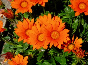 Jardin botanique au mois d'aot  Genve