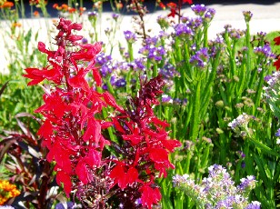 Jardin botanique au mois d'aot  Genve