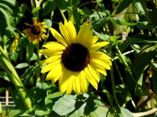 Jardin botanique au mois d'aot  Genve