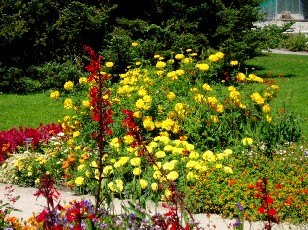 Jardin botanique au mois d'aot  Genve