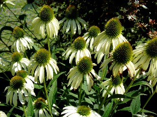 Jardin botanique au mois d'aot  Genve
