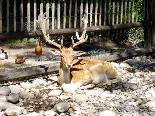 Jardin botanique au mois d'aot  Genve