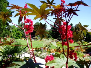 Jardin botanique au mois d'aot  Genve