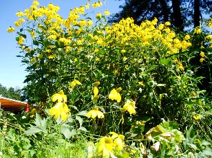 Jardin botanique au mois d'aot  Genve