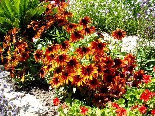 Jardin botanique au mois d'aot  Genve