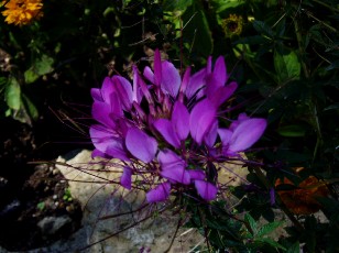 Jardin botanique au mois d'aot  Genve