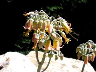 Jardin botanique au mois d'aot  Genve