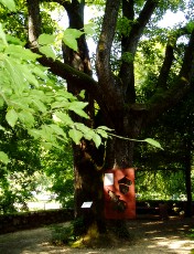 Jardin botanique au mois d'aot  Neuchtel