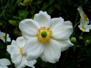 Jardin botanique au mois d'aot  Neuchtel