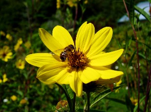 Jardin botanique au mois d'aot  Neuchtel