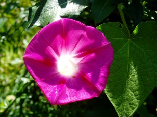 Jardin botanique au mois d'aot  Neuchtel