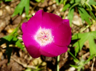 Jardin botanique au mois d'aot  Neuchtel