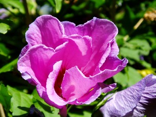 Jardin botanique au mois d'aot  Neuchtel