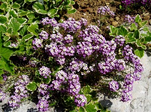 Jardin botanique au mois d'aot  Neuchtel