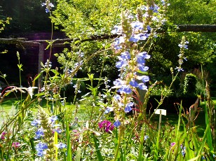 Jardin botanique au mois d'aot  Neuchtel