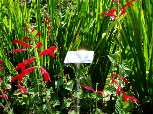 Jardin botanique au mois d'aot  Neuchtel