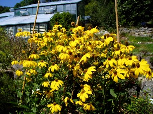 Jardin botanique au mois d'aot  Neuchtel