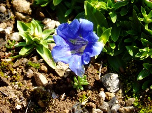 Jardin botanique au mois d'aot  Neuchtel