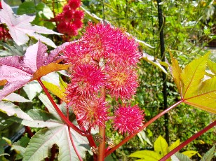 Jardin botanique au mois d'aot  Neuchtel