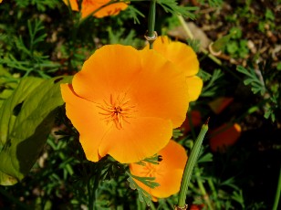 Jardin botanique au mois d'aot  Neuchtel