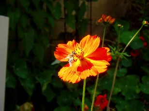 Jardin botanique au mois d'aot  Neuchtel