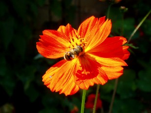 Jardin botanique au mois d'aot  Neuchtel