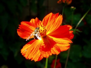 Jardin botanique au mois d'aot  Neuchtel