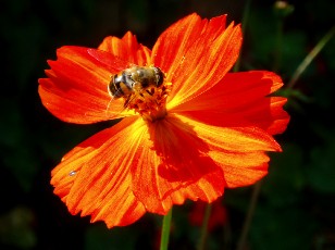 Jardin botanique au mois d'aot  Neuchtel