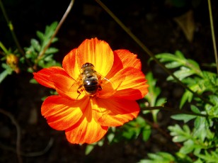 Jardin botanique au mois d'aot  Neuchtel