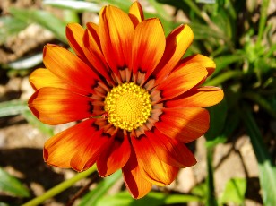 Jardin botanique au mois d'aot  Neuchtel