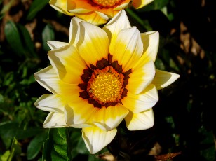 Jardin botanique au mois d'aot  Neuchtel
