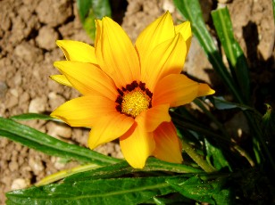 Jardin botanique au mois d'aot  Neuchtel