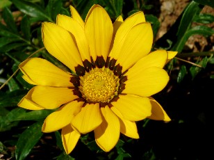 Jardin botanique au mois d'aot  Neuchtel