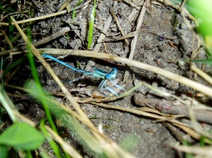 L'tang et ses libellules