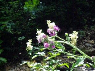 Gorges de la Pota-Raisse, sur le chemin