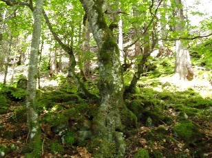 Gorges de la Pota-Raisse