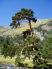 Magie et Beaut de la Nature au Pont d'Espagne !