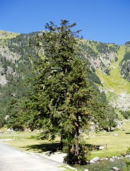 Magie et Beaut de la Nature au Pont d'Espagne !